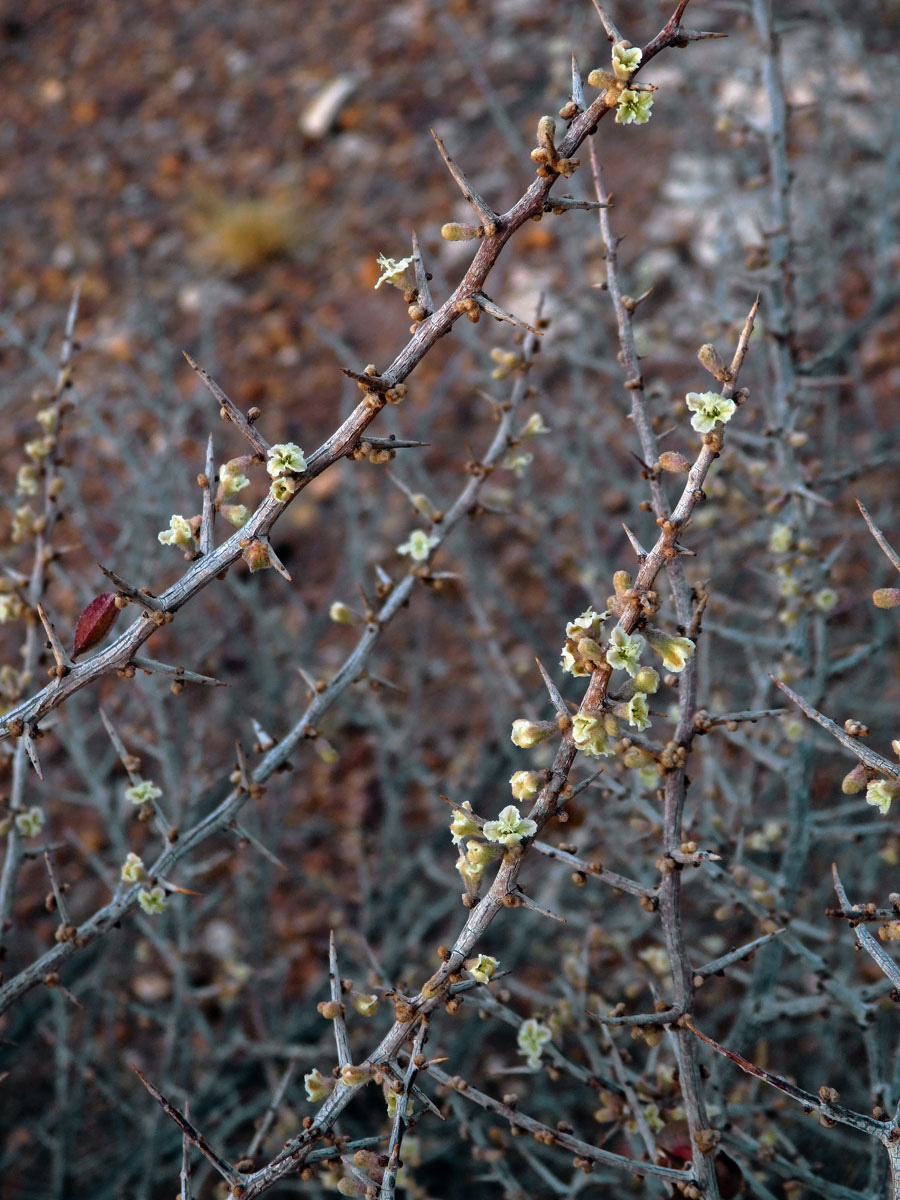 Phaeoptilum spinosum Radlk.