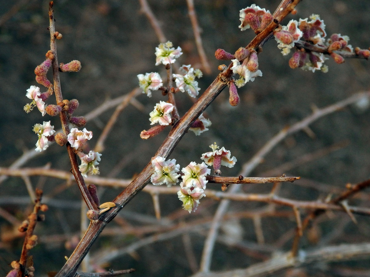 Phaeoptilum spinosum Radlk.