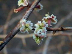 Phaeoptilum spinosum Radlk.