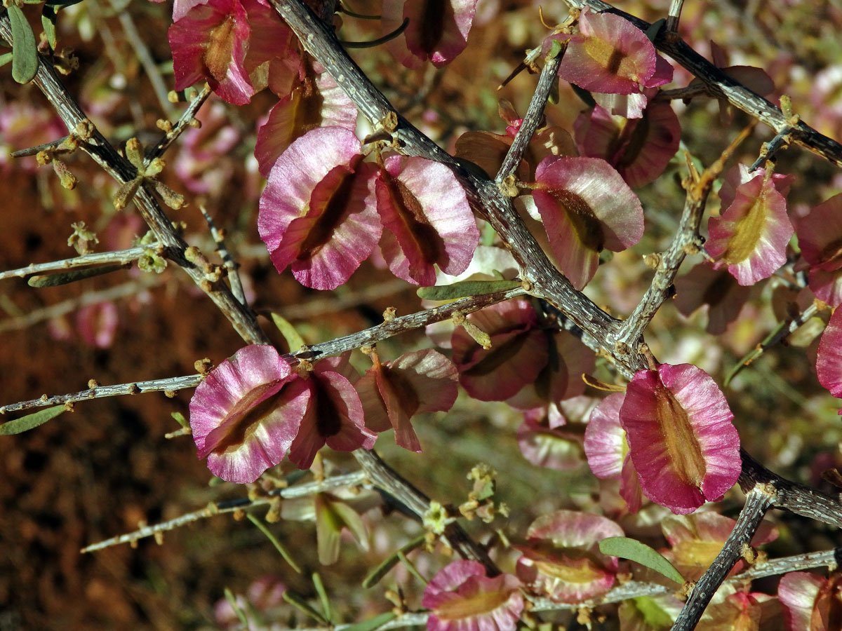 Phaeoptilum spinosum Radlk.