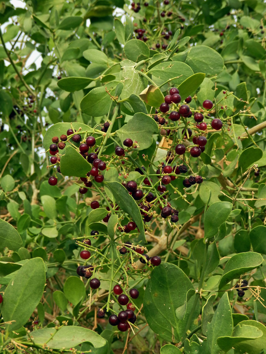 Salvadora perská (Salvadora persica Wall.)