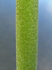 Orobinec širolistý (Typha latifolia L.)