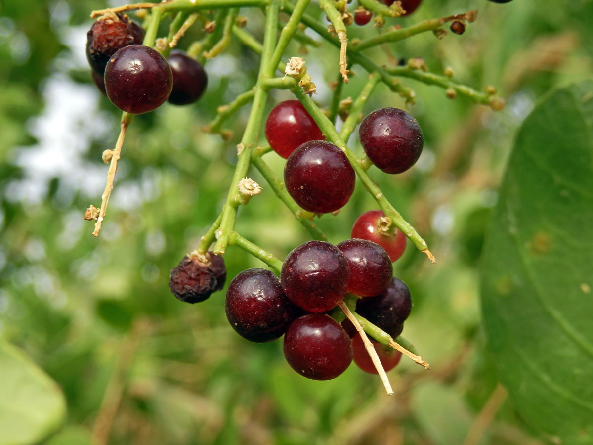 Salvadora perská (Salvadora persica Wall.)