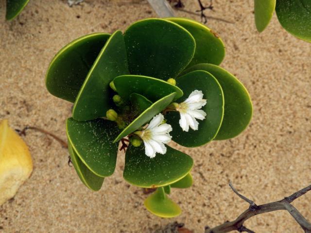 Vějířovka (Scaevola plumieri (L.) Vahl)