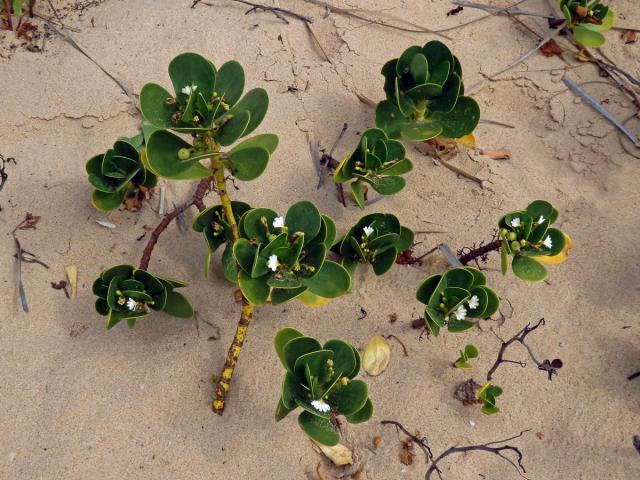 Vějířovka (Scaevola plumieri (L.) Vahl)