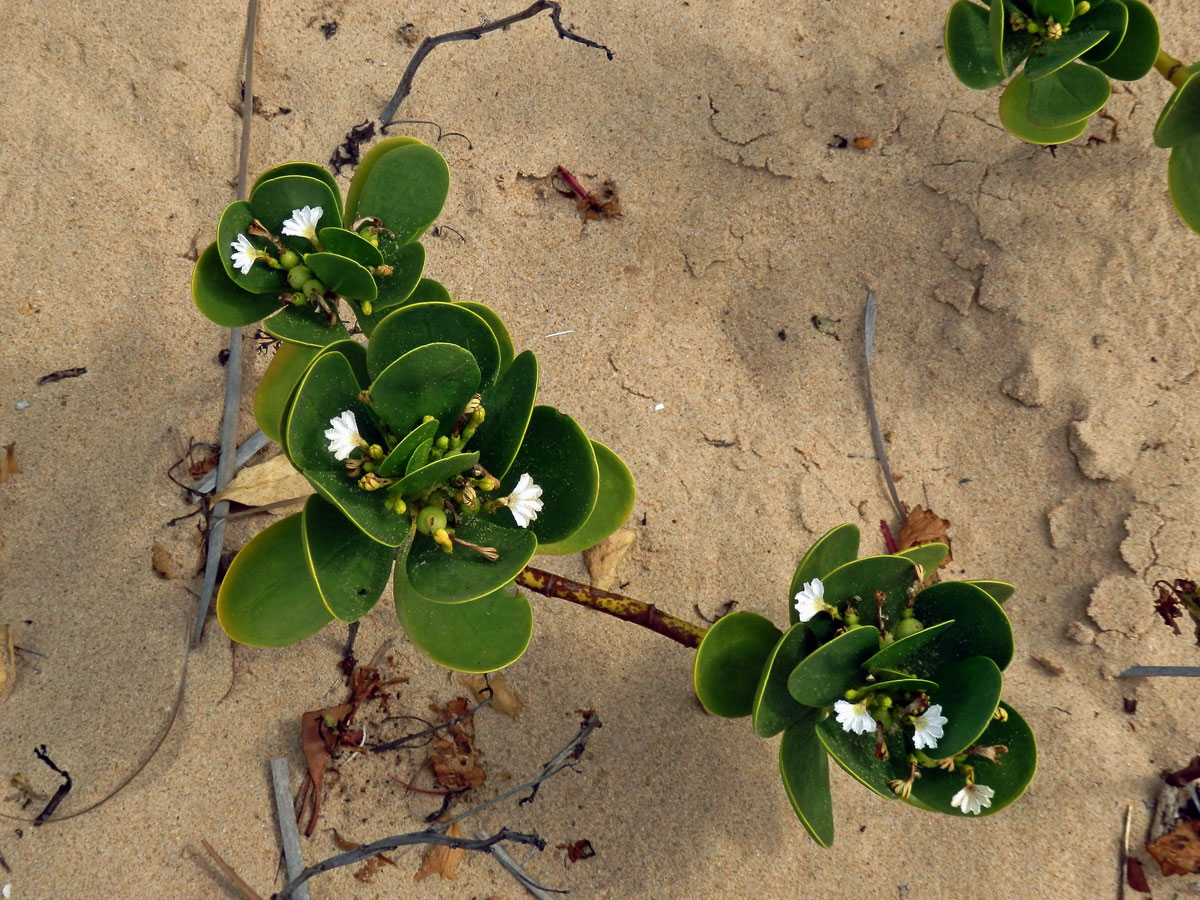 Vějířovka (Scaevola plumieri (L.) Vahl)