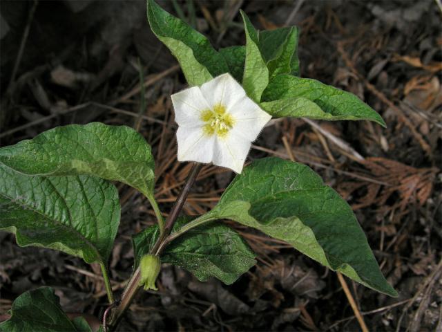 Mochyně židovská (Physalis alkekensis L.)