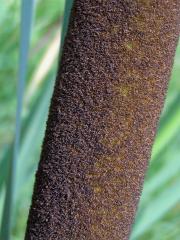 Orobinec širolistý (Typha latifolia L.)