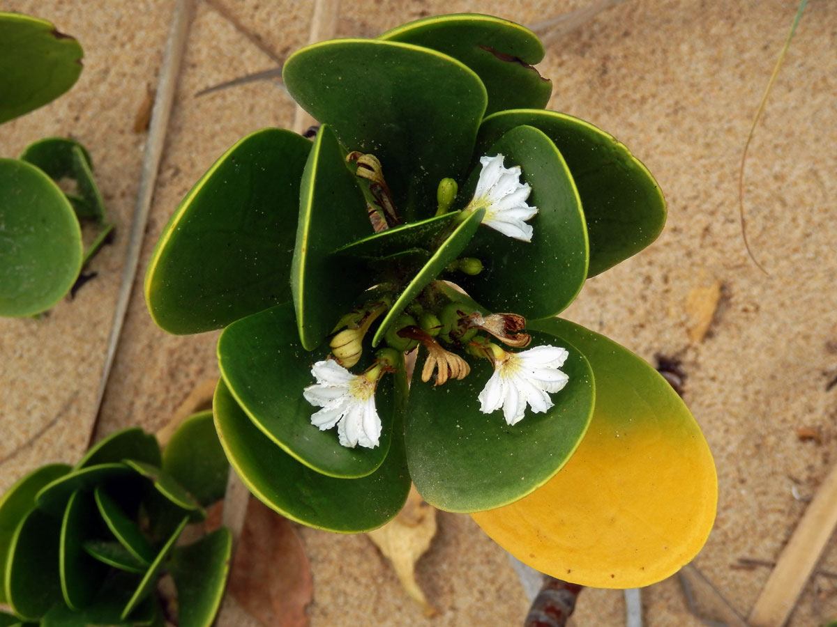 Vějířovka (Scaevola plumieri (L.) Vahl)