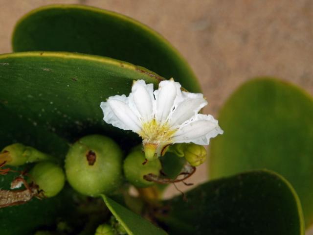 Vějířovka (Scaevola plumieri (L.) Vahl)