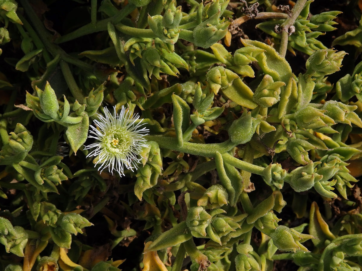 Kosmatec (Mesembryanthemum guerichianum Pax)