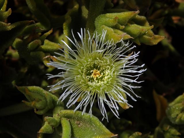 Kosmatec (Mesembryanthemum guerichianum Pax)