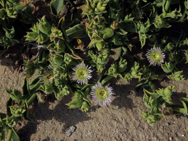 Kosmatec (Mesembryanthemum guerichianum Pax)