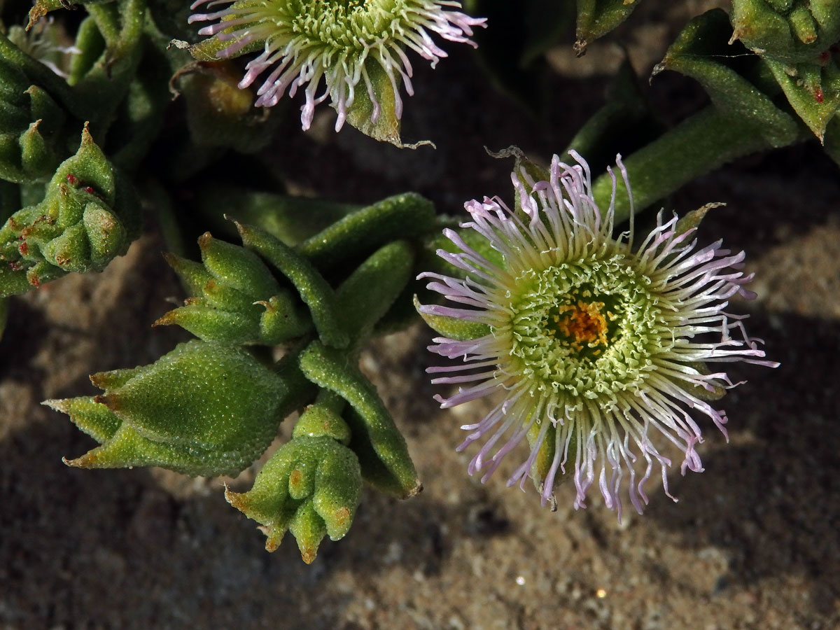 Kosmatec (Mesembryanthemum guerichianum Pax)