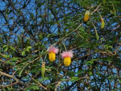 Dichrostachys cinerea (A. DC.) Wight & Arn.