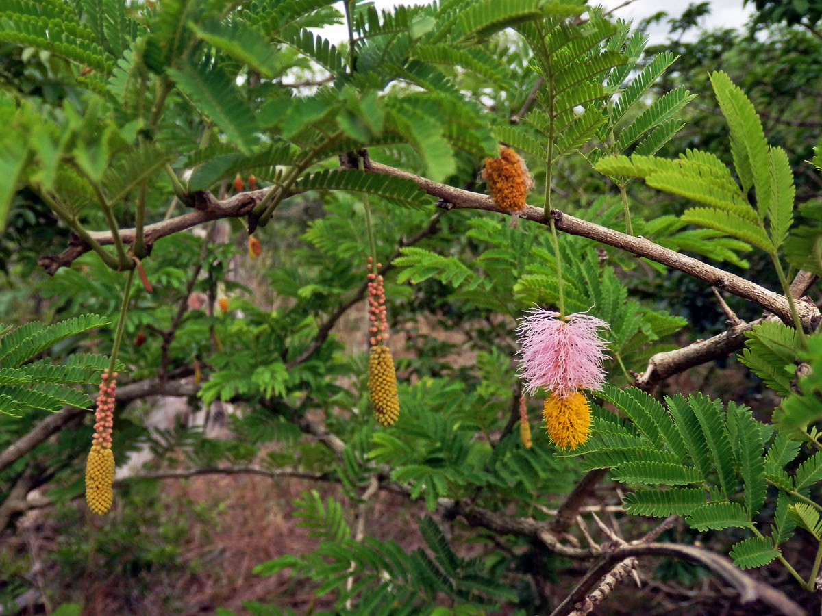 Dichrostachys cinerea (A. DC.) Wight & Arn.