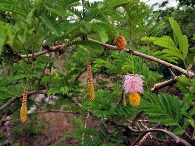 Dichrostachys cinerea (A. DC.) Wight & Arn.