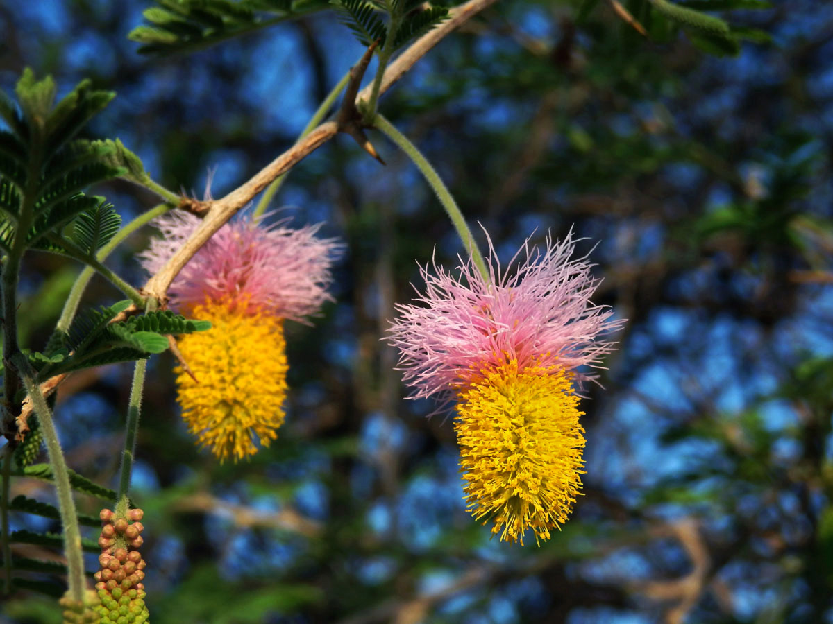 Dichrostachys cinerea (A. DC.) Wight & Arn.