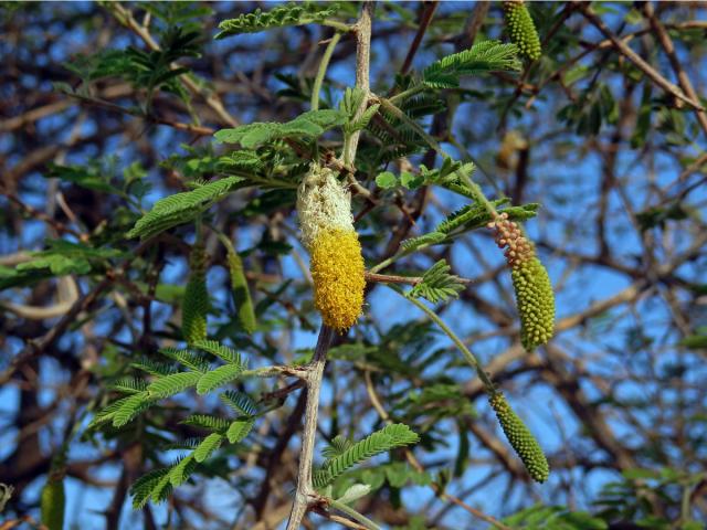 Dichrostachys cinerea (A. DC.) Wight & Arn.