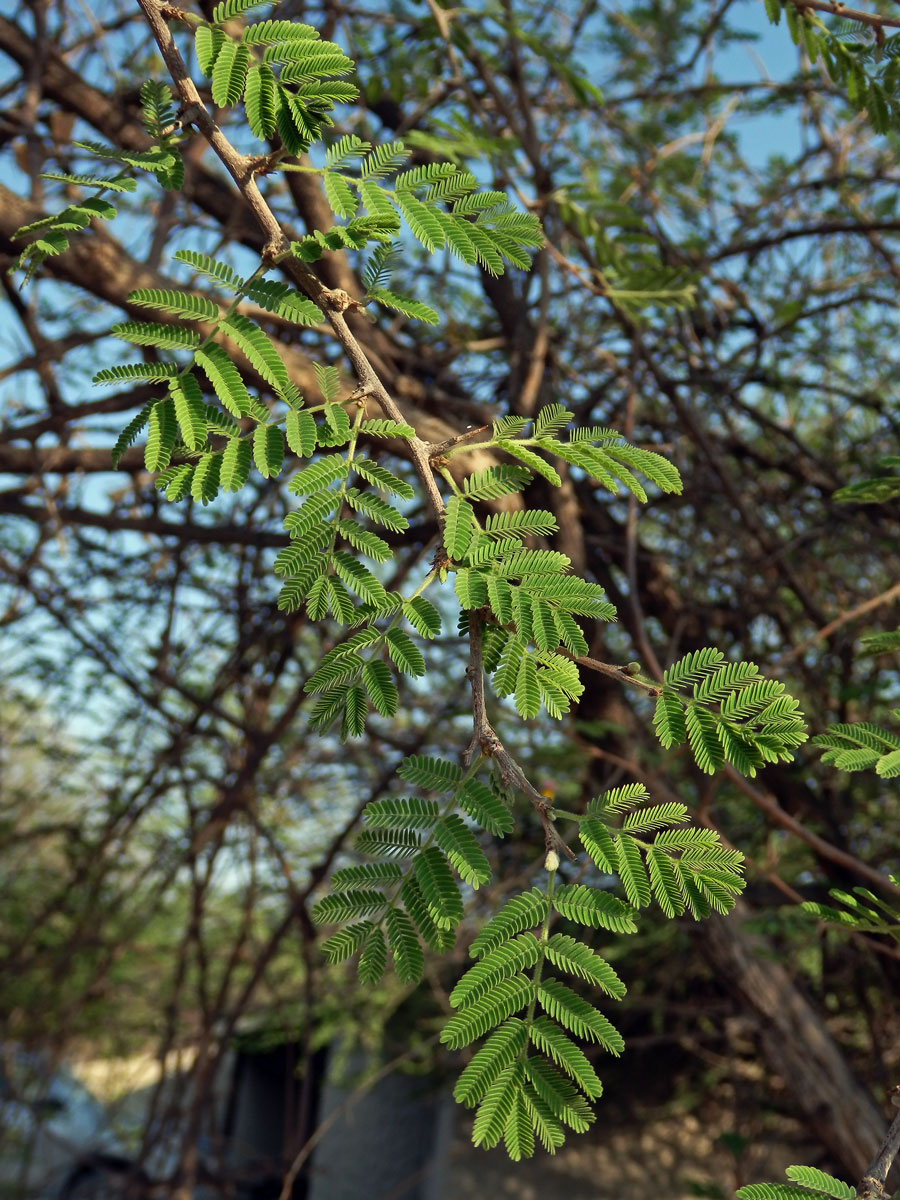 Dichrostachys cinerea (A. DC.) Wight & Arn.