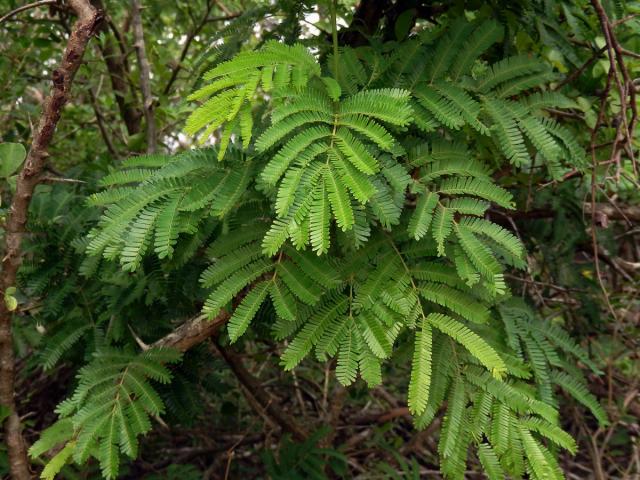 Dichrostachys cinerea (A. DC.) Wight & Arn.