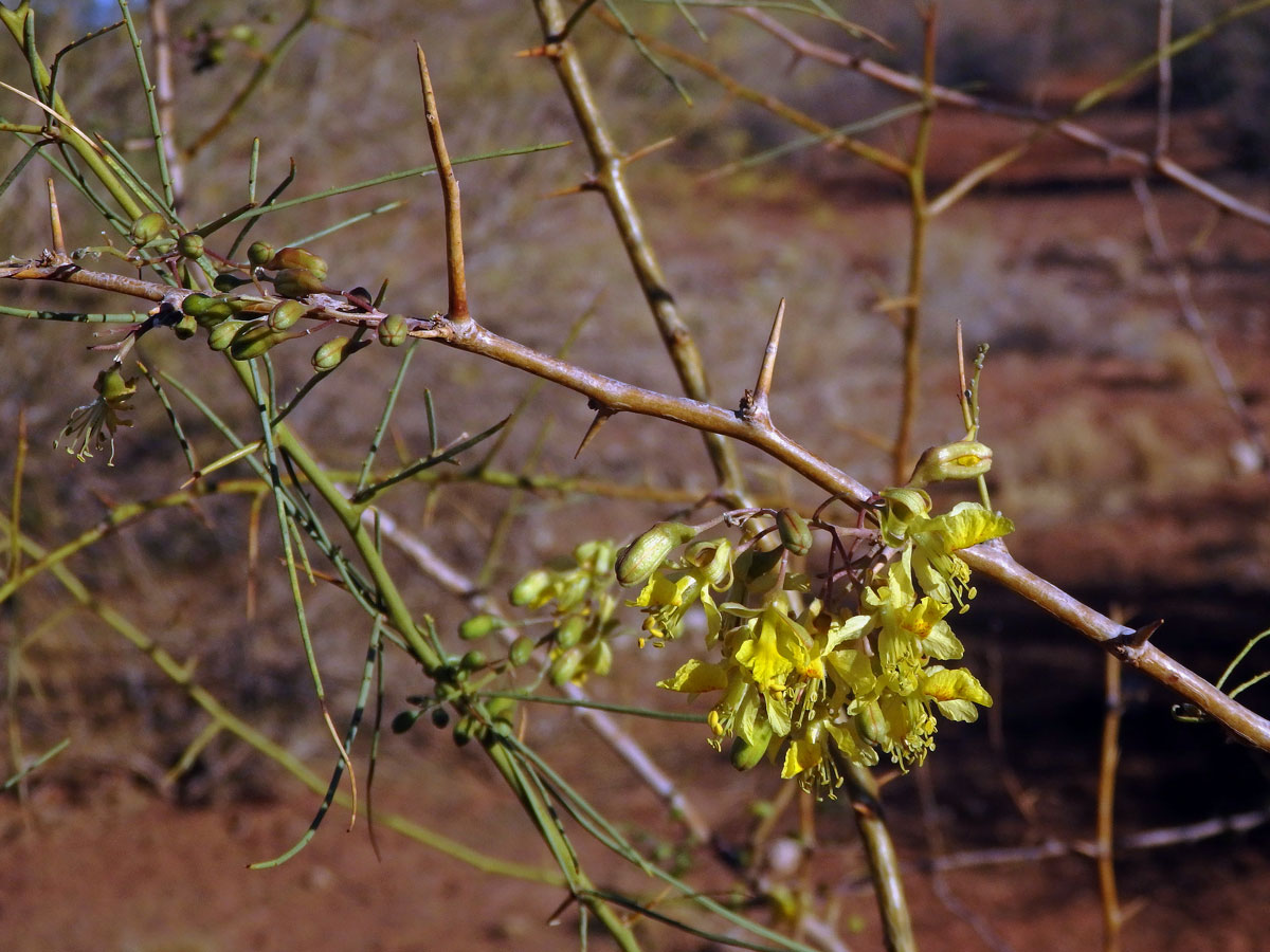 Parkinsonia africana Sond.