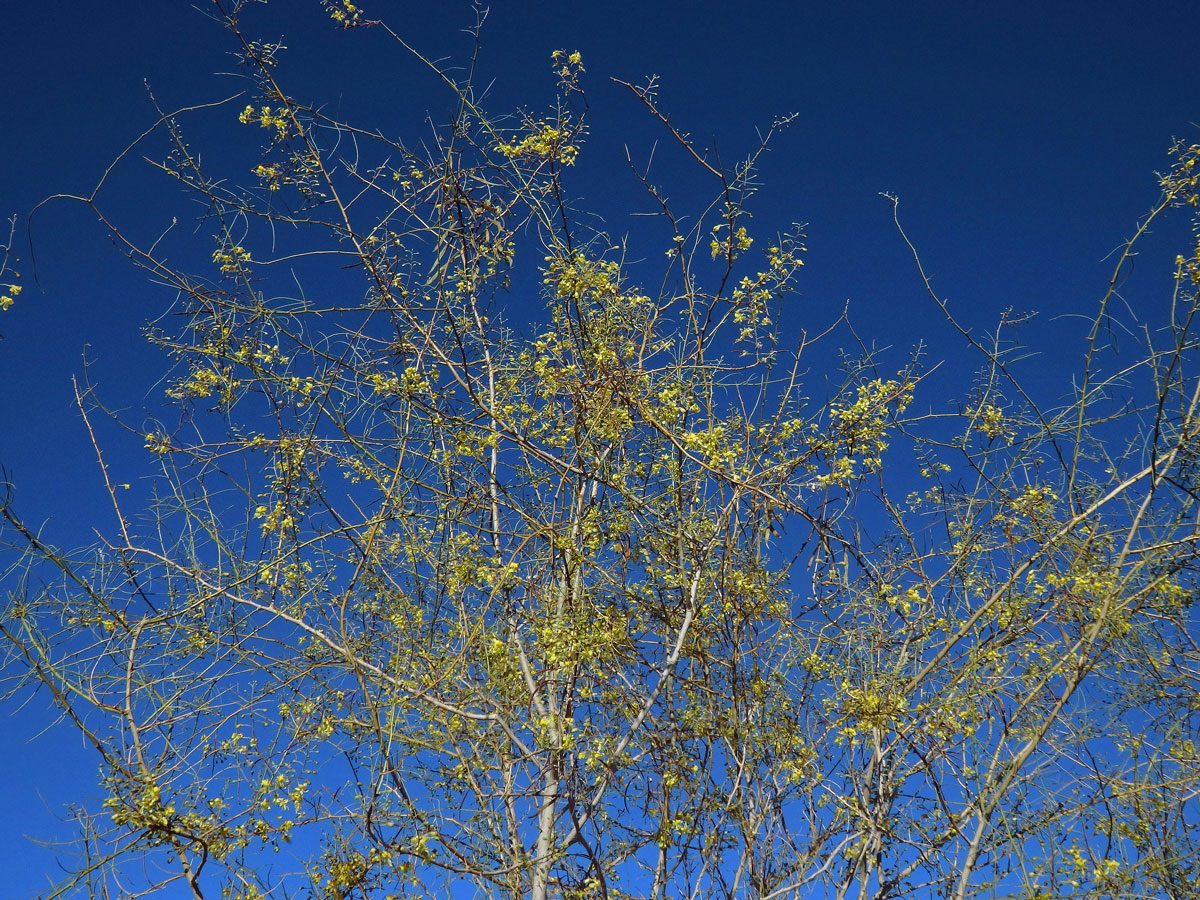 Parkinsonia africana Sond.