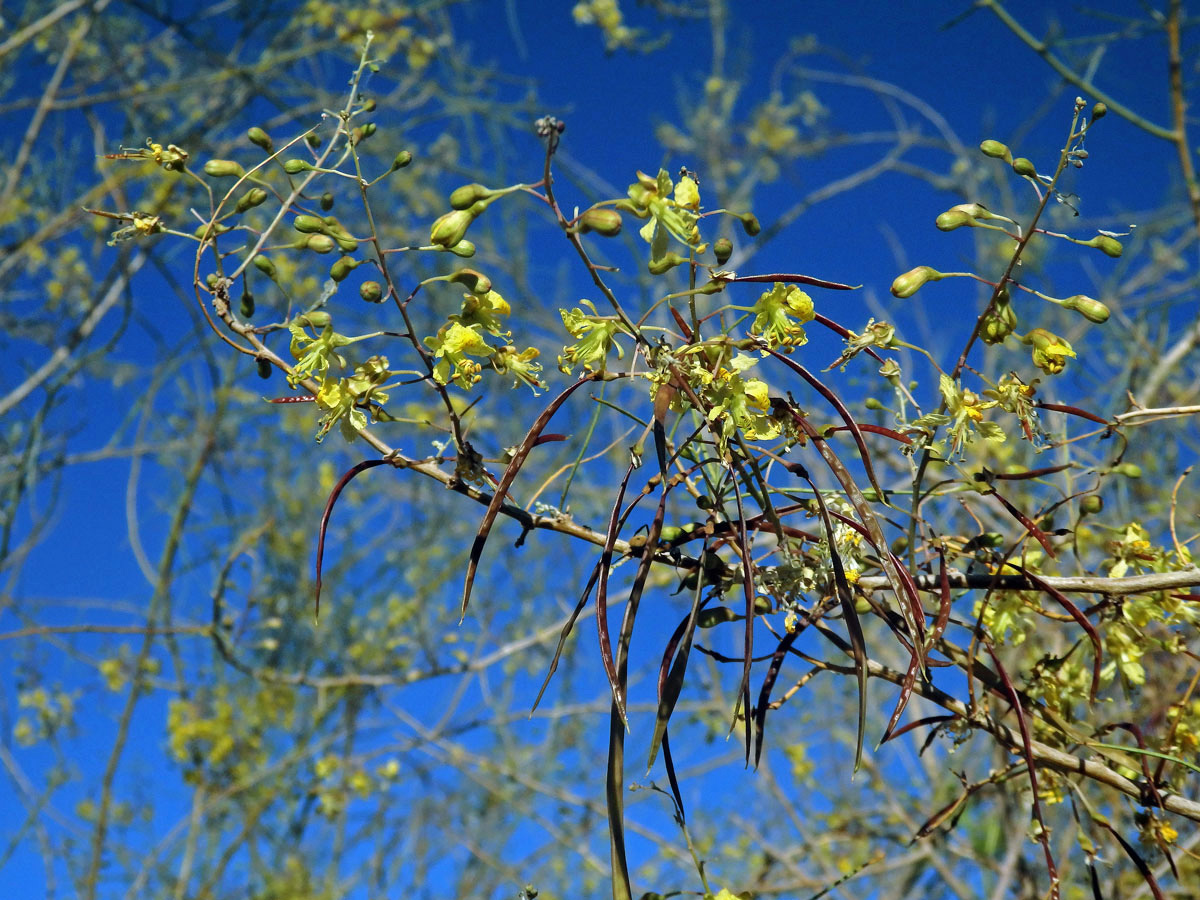 Parkinsonia africana Sond.