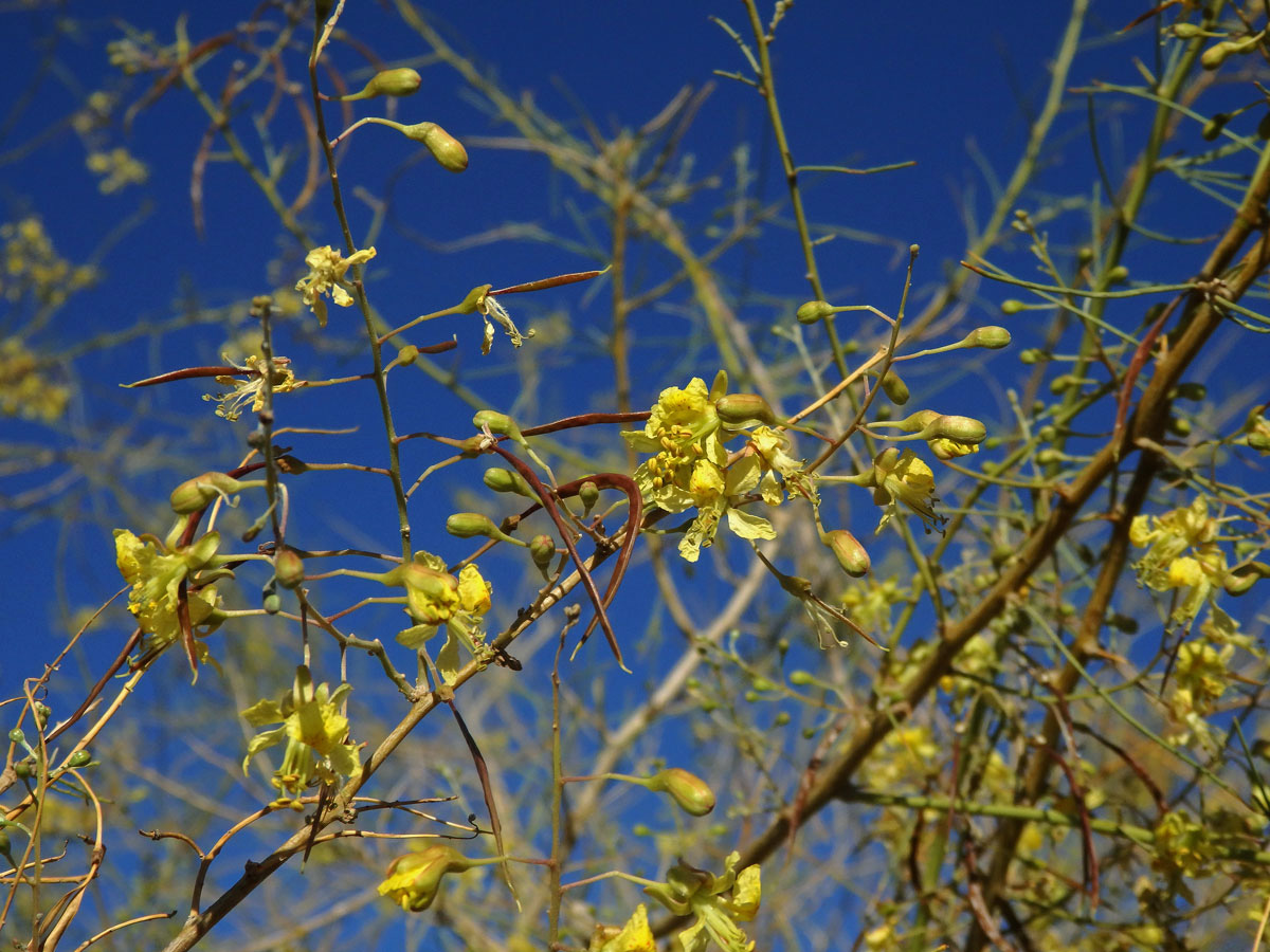 Parkinsonia africana Sond.