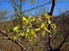 Parkinsonia africana Sond.