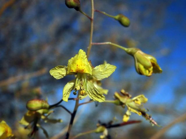 Parkinsonia africana Sond.