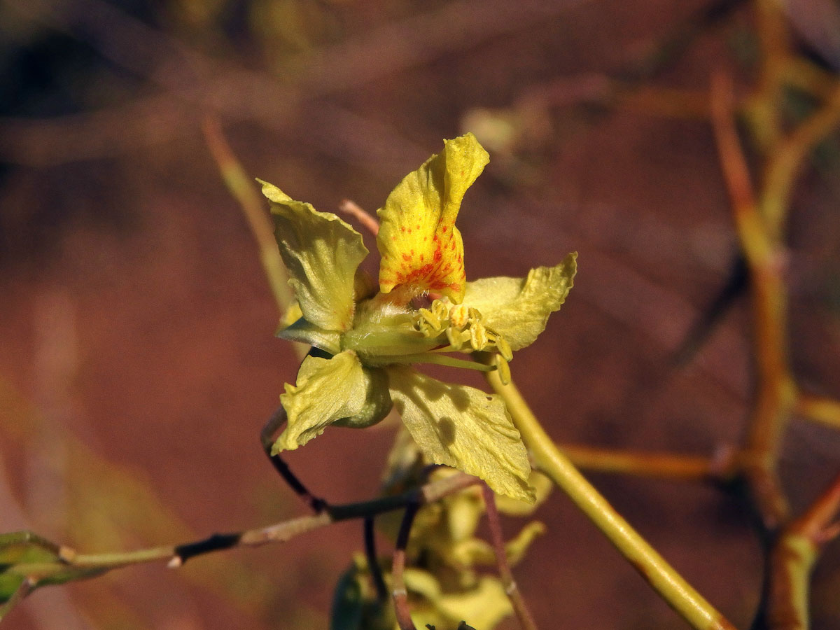 Parkinsonia africana Sond.