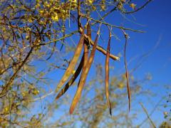 Parkinsonia africana Sond.