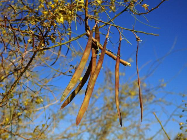 Parkinsonia africana Sond.