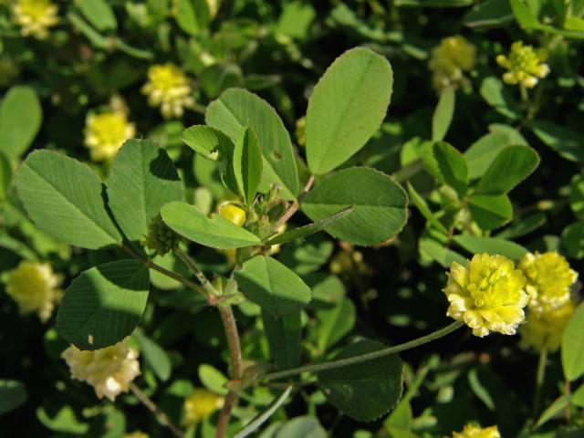 Jetel ladní (Trifolium campestre (Schreber)