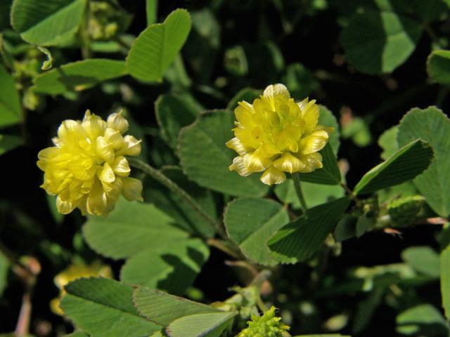 Jetel ladní (Trifolium campestre (Schreber)