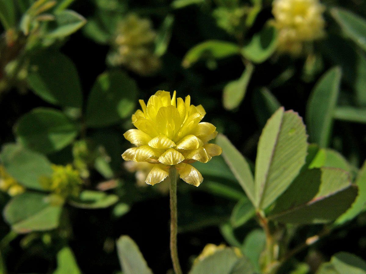 Jetel ladní (Trifolium campestre (Schreber)