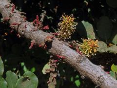 Rohovník obecný (Ceratonia siliqua L.)
