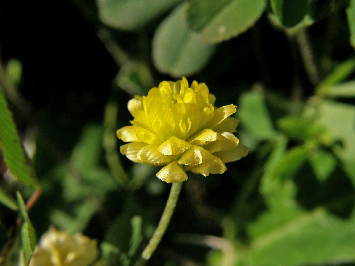 Jetel ladní (Trifolium campestre (Schreber)