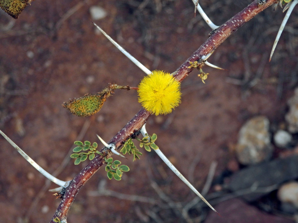 Akácie (Acacia nebrownii Burtt Davy)