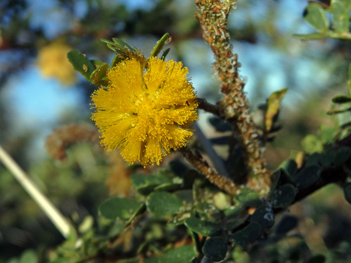 Akácie (Acacia nebrownii Burtt Davy)