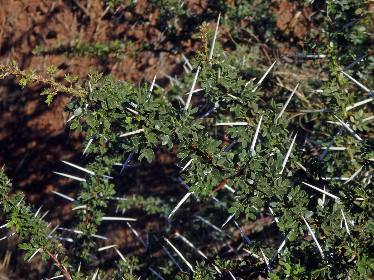 Akácie (Acacia nebrownii Burtt Davy)