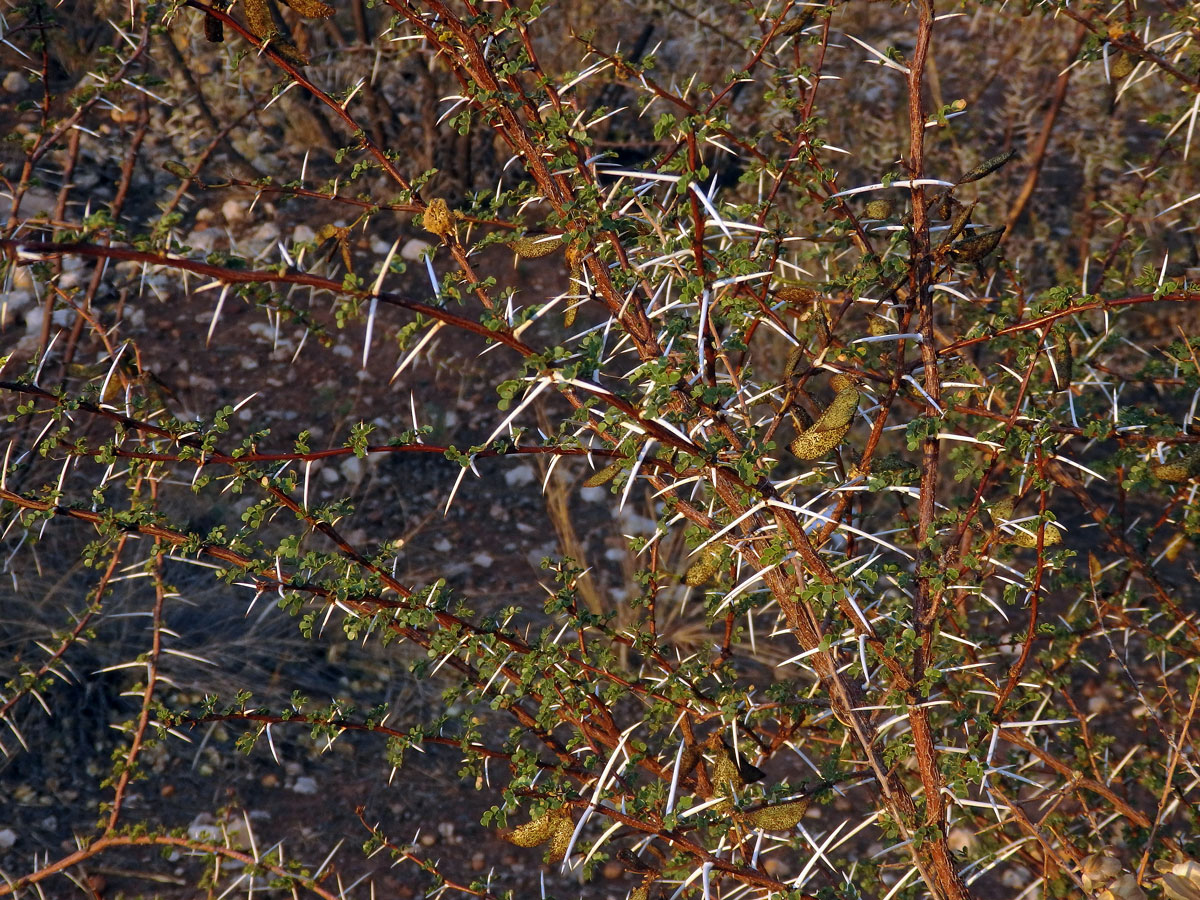 Akácie (Acacia nebrownii Burtt Davy)