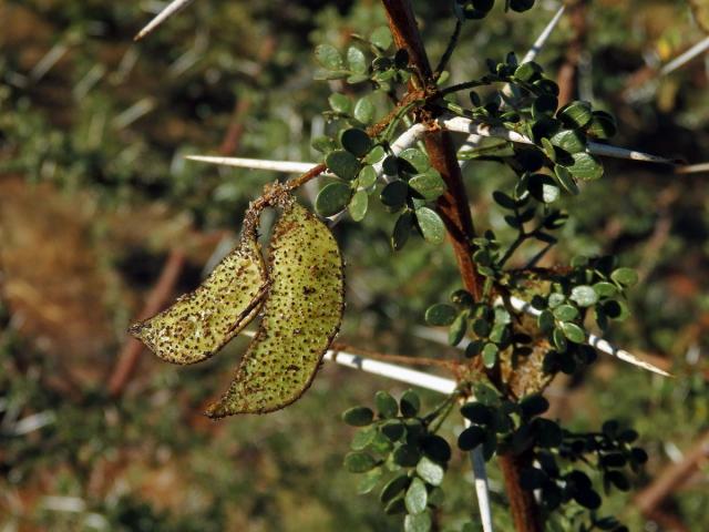 Akácie (Acacia nebrownii Burtt Davy)