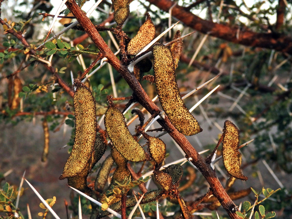 Akácie (Acacia nebrownii Burtt Davy)