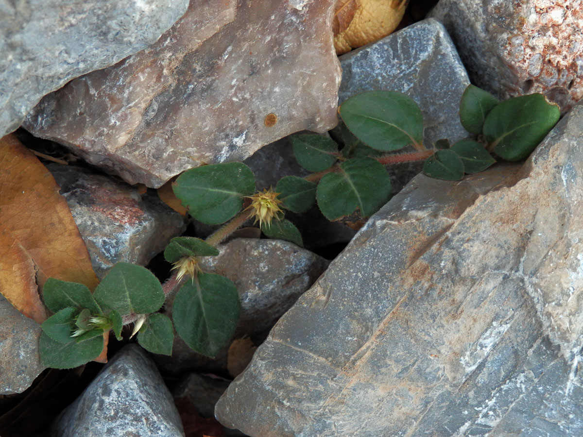 Alteranthera pungens Kunth