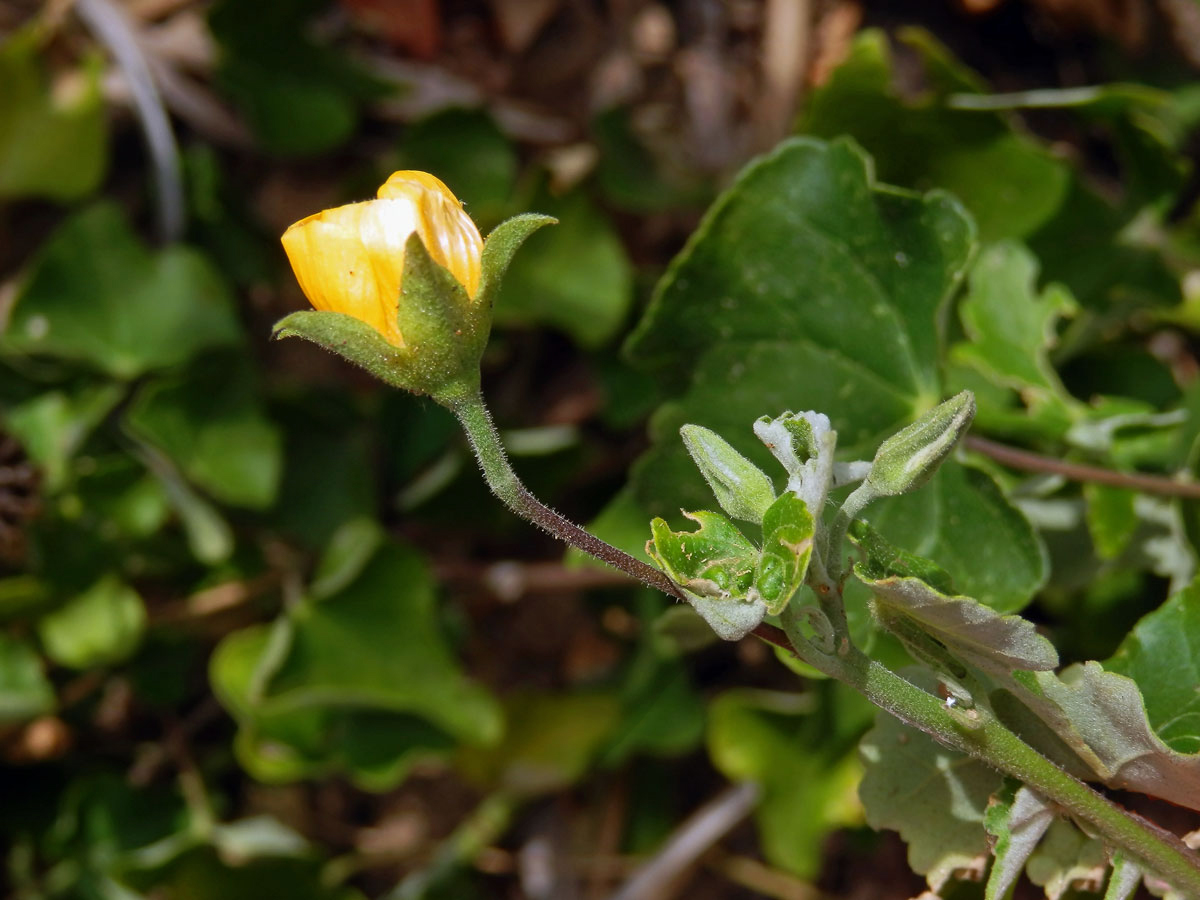 Mračňák (Abutilon grantii A. Meeuse)