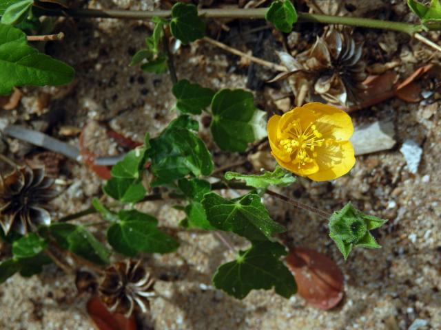 Mračňák (Abutilon grantii A. Meeuse)