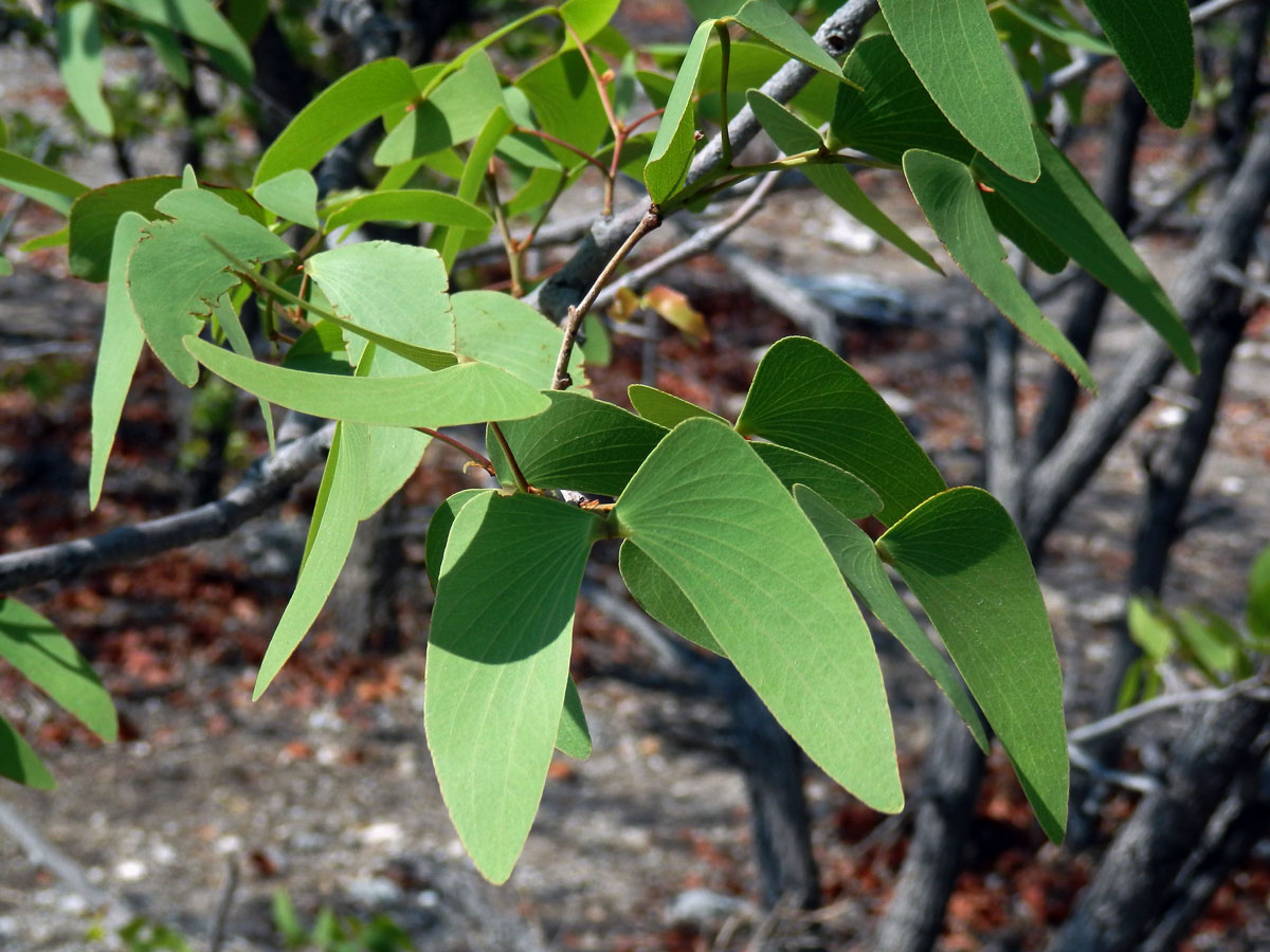 Mopan (Colophospermum mopane (Kirk ex Benth.) Kirk ex J. Léonard)