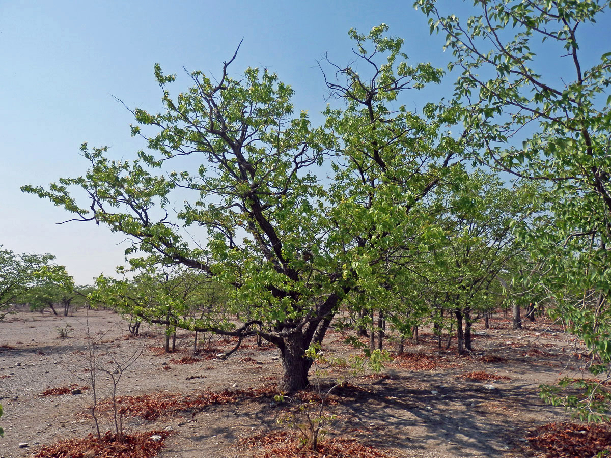 Mopan (Colophospermum mopane (Kirk ex Benth.) Kirk ex J. Léonard)